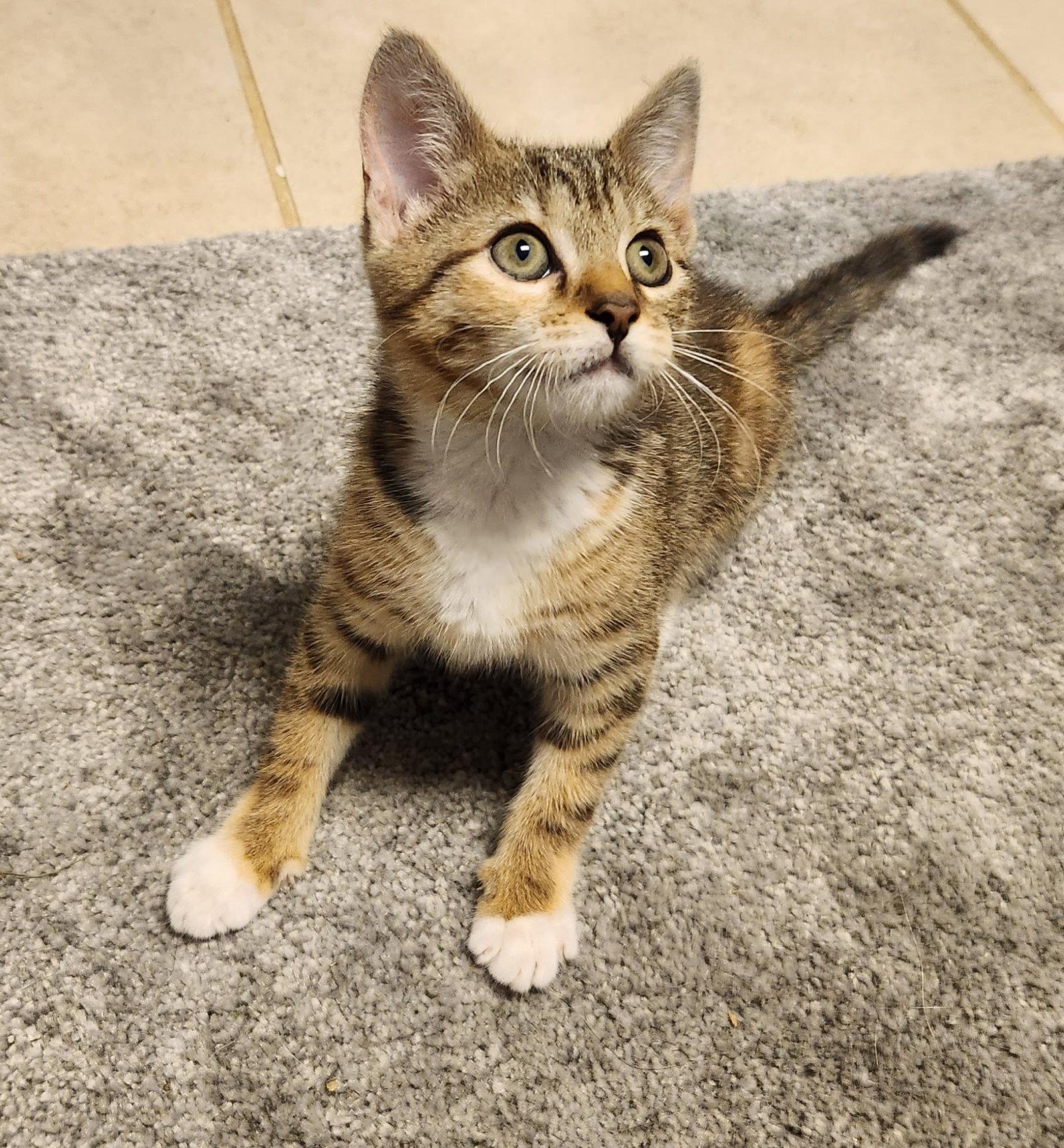 Enlarge *Hazelnut, a Adopted Domestic Short Hair in Forest, VA image 2/2