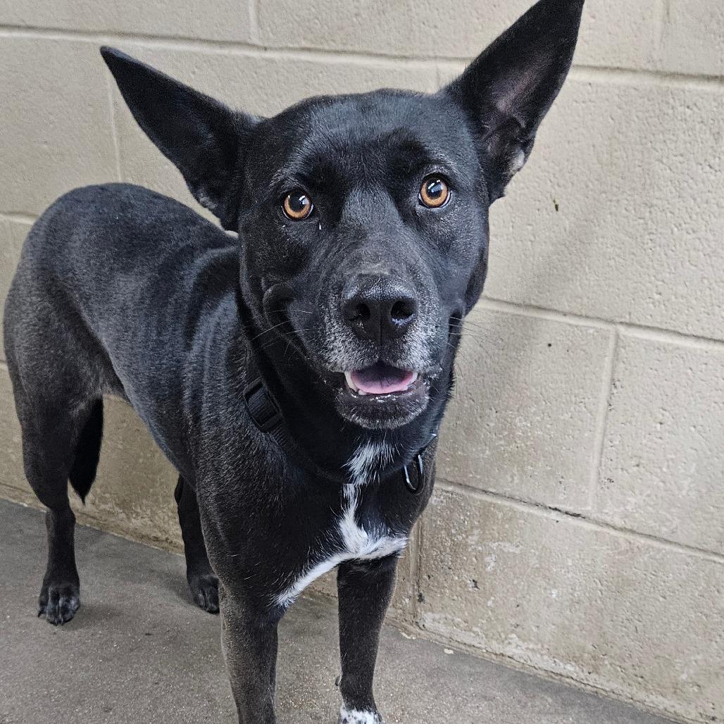 Darla, a Adoptable mixed breed in Independence, KS image 1/2