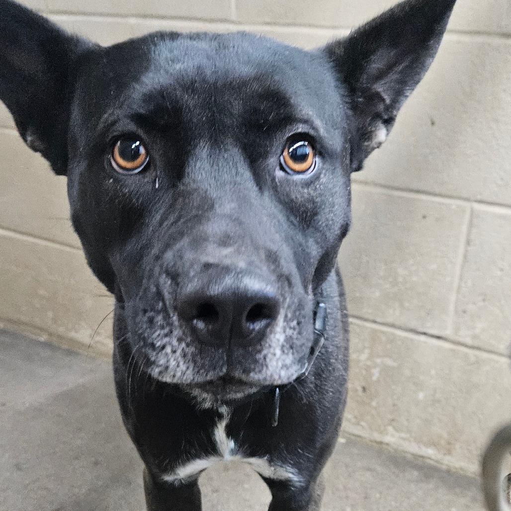 Darla, a Adoptable mixed breed in Independence, KS image 2/2