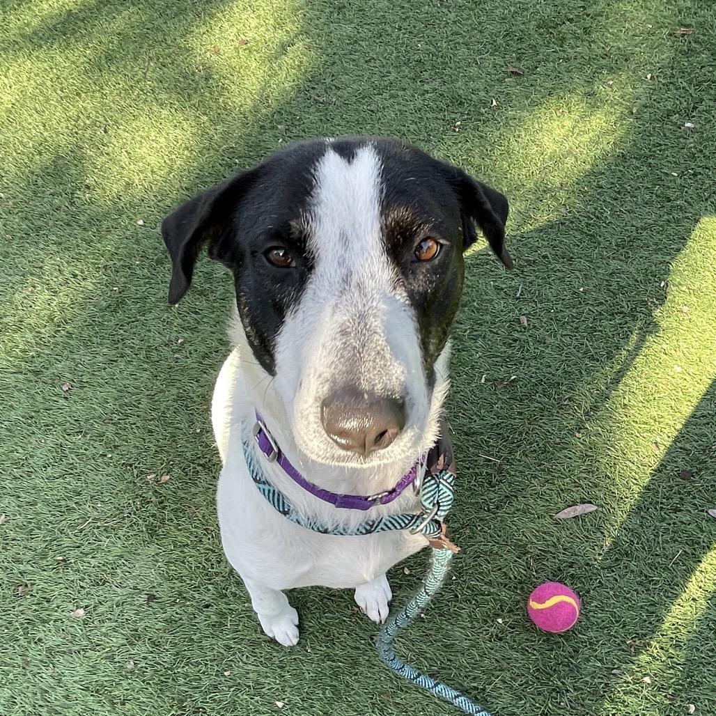 Skinny Minnie, Adoptable, Adult Female Mixed Breed.