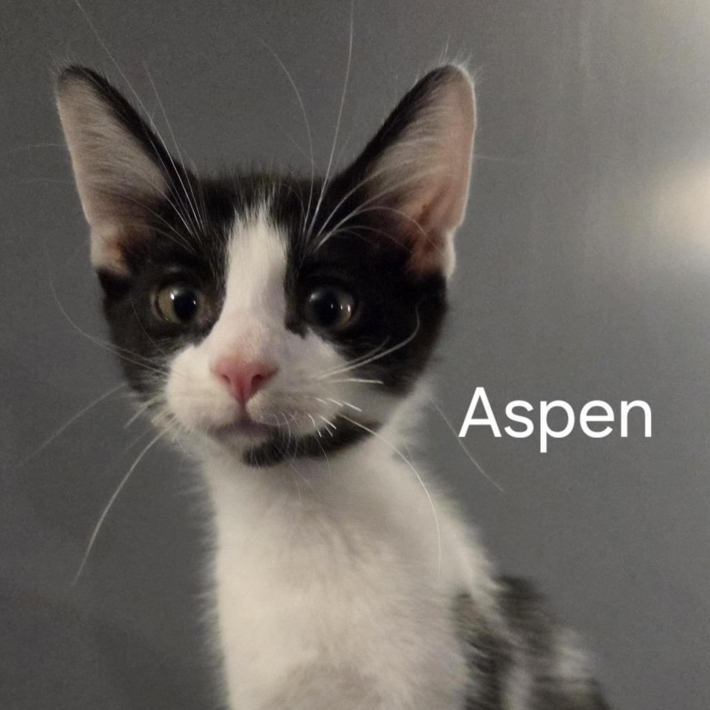 Aspen, Adoptable, Kitten Male Domestic Short Hair.