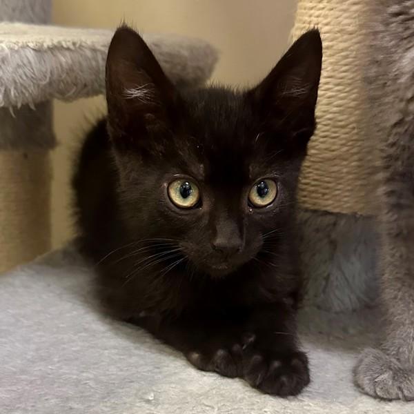 Alexander, Adoptable, Kitten Male Domestic Short Hair.