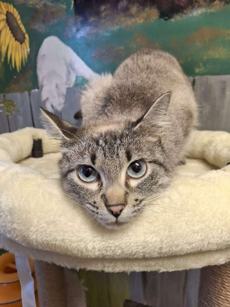 ARCHIMEDES, a ADOPTABLE Domestic Short Hair in Ironwood, MI image 1/4