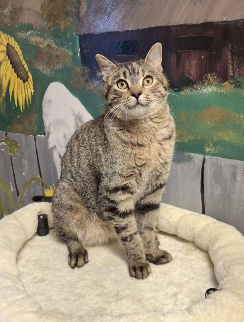 ARCHIMEDES, a ADOPTABLE Domestic Short Hair in Ironwood, MI image 2/4