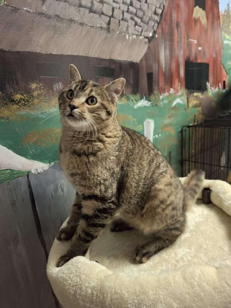 ARCHIMEDES, a ADOPTABLE Domestic Short Hair in Ironwood, MI image 3/4