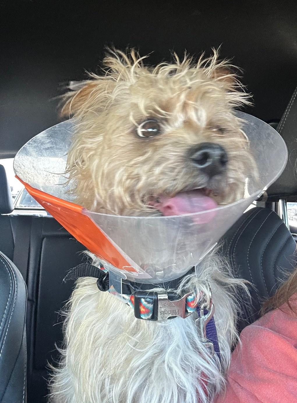 Enlarge Toto, an adopted mixed breed in Palm Harbor, FL image 2/2