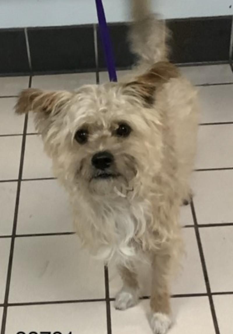 Enlarge Toto, an adopted mixed breed in Palm Harbor, FL image 1/2