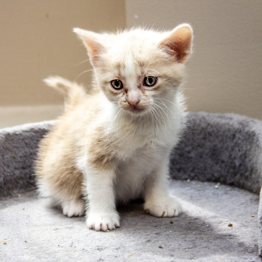 Trinidad, Adoptable, Kitten Female Domestic Short Hair.