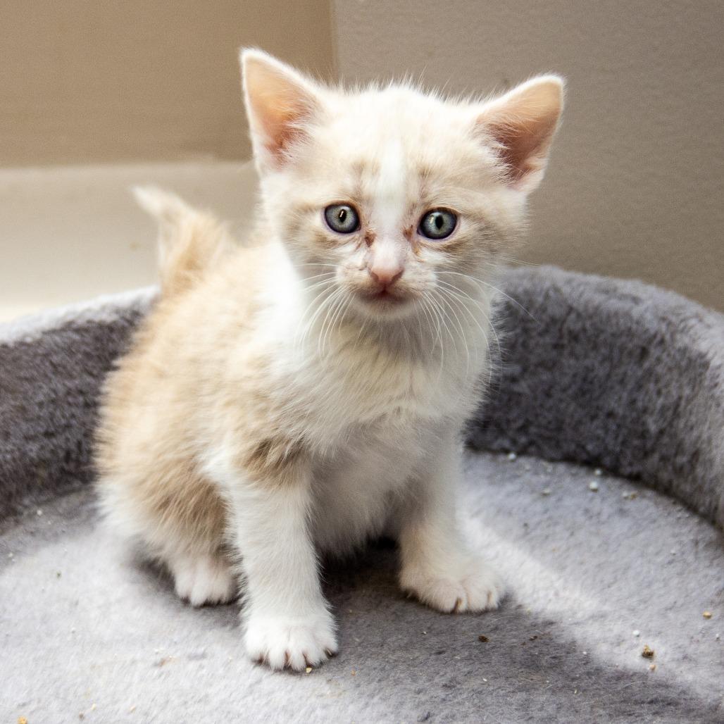 Enlarge Trinidad, a Adoptable Domestic Short Hair in Wichita, KS image 2/3