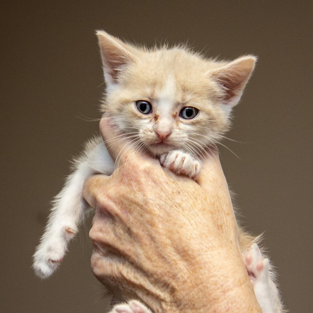 Enlarge Trinidad, a Adoptable Domestic Short Hair in Wichita, KS image 3/3