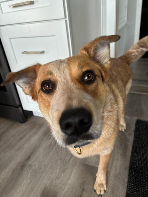 Enlarge Kaci, a ADOPTABLE mixed breed in Clinton, UT image 2/2