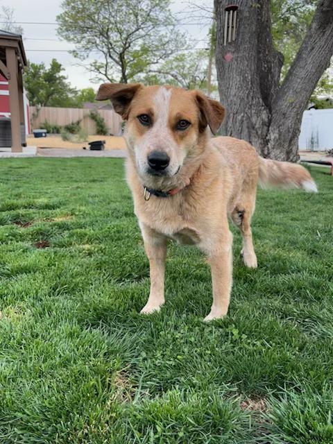 Kaci, ADOPTABLE, Young Female Australian Cattle Dog / Blue Heeler & Cattle Dog.