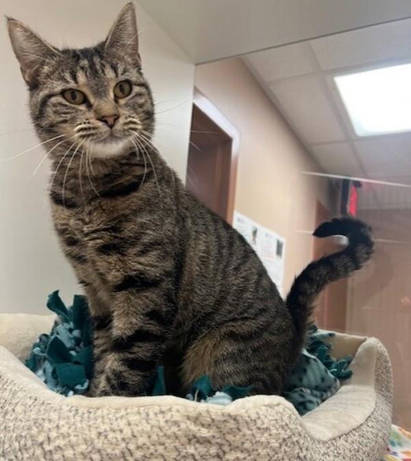 Cheeto, Adoptable, Young Female Domestic Short Hair.