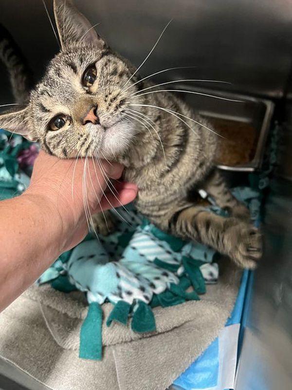 Enlarge Cheeto, a Adoptable mixed breed in Great Falls, MT image 2/2