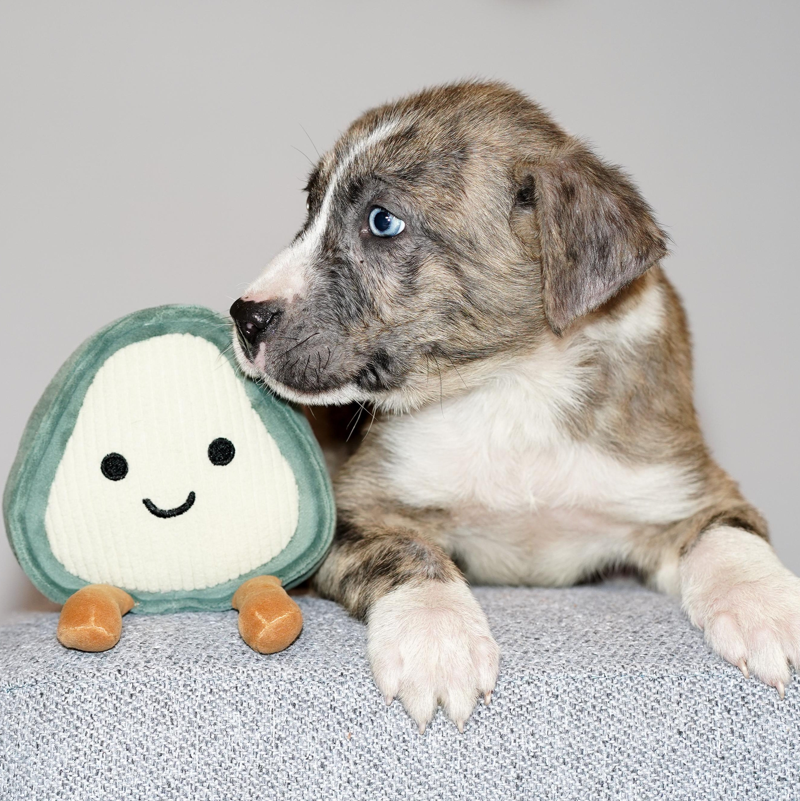 Enlarge HASH , a ADOPTABLE mixed breed in ALBANY , NY image 2/5