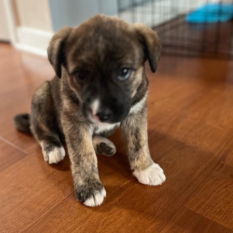 Enlarge Leia, a Adoptable mixed breed in Colonial Heights, VA image 1/1