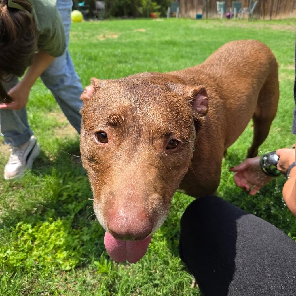 Lali, Adoptable, Senior Female American Staffordshire Terrier & Labrador Retriever.