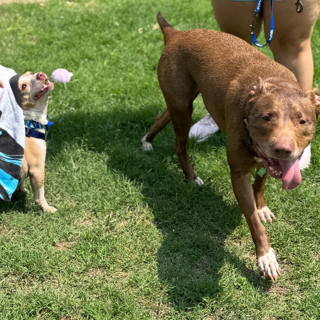 Enlarge Lali, a Adoptable mixed breed in San Antonio, TX image 2/6