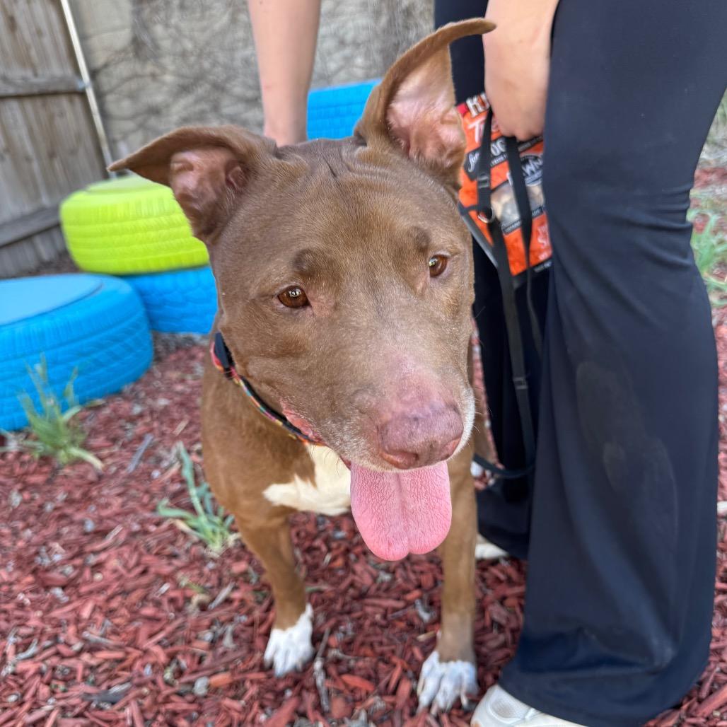 Enlarge Lali, a Adoptable mixed breed in San Antonio, TX image 3/6