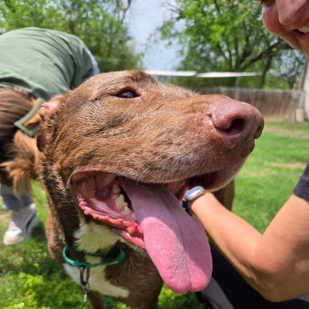 Enlarge Lali, a Adoptable mixed breed in San Antonio, TX image 4/6