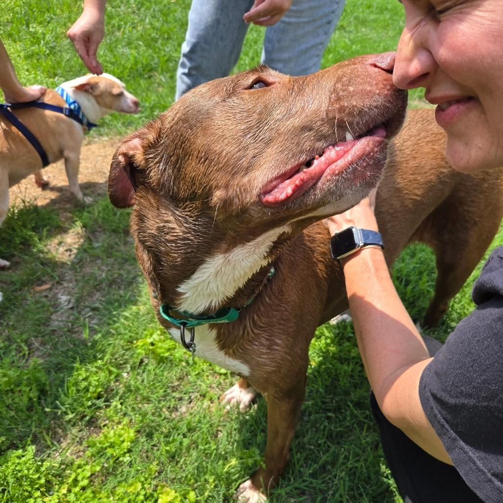 Enlarge Lali, a Adoptable mixed breed in San Antonio, TX image 5/6