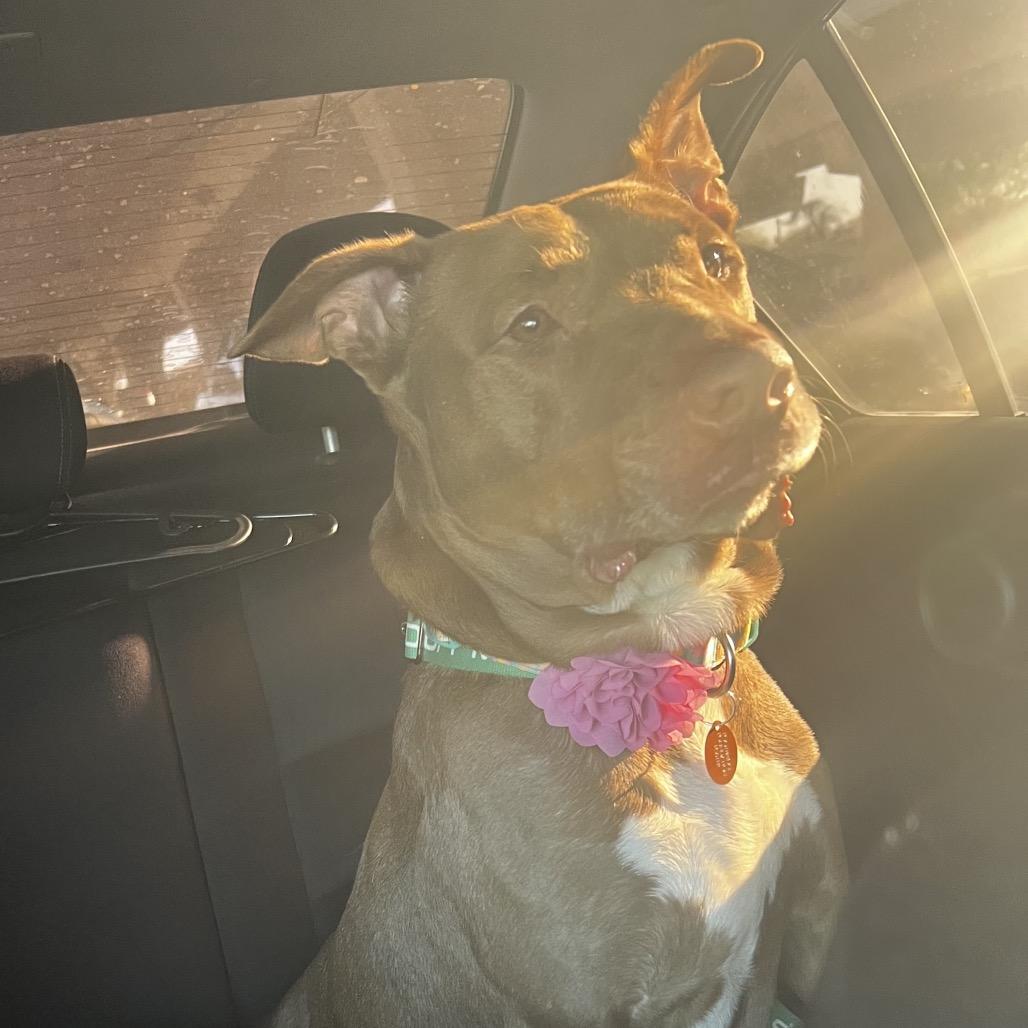 Enlarge Lali, a Adoptable mixed breed in San Antonio, TX image 6/6