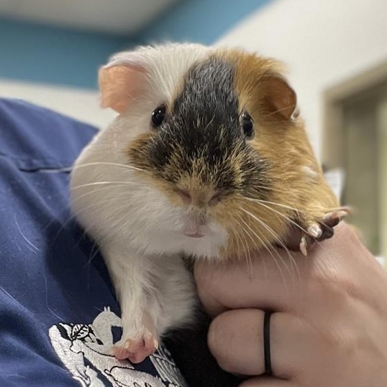 Simba, ADOPTABLE, Adult Male Short-Haired.