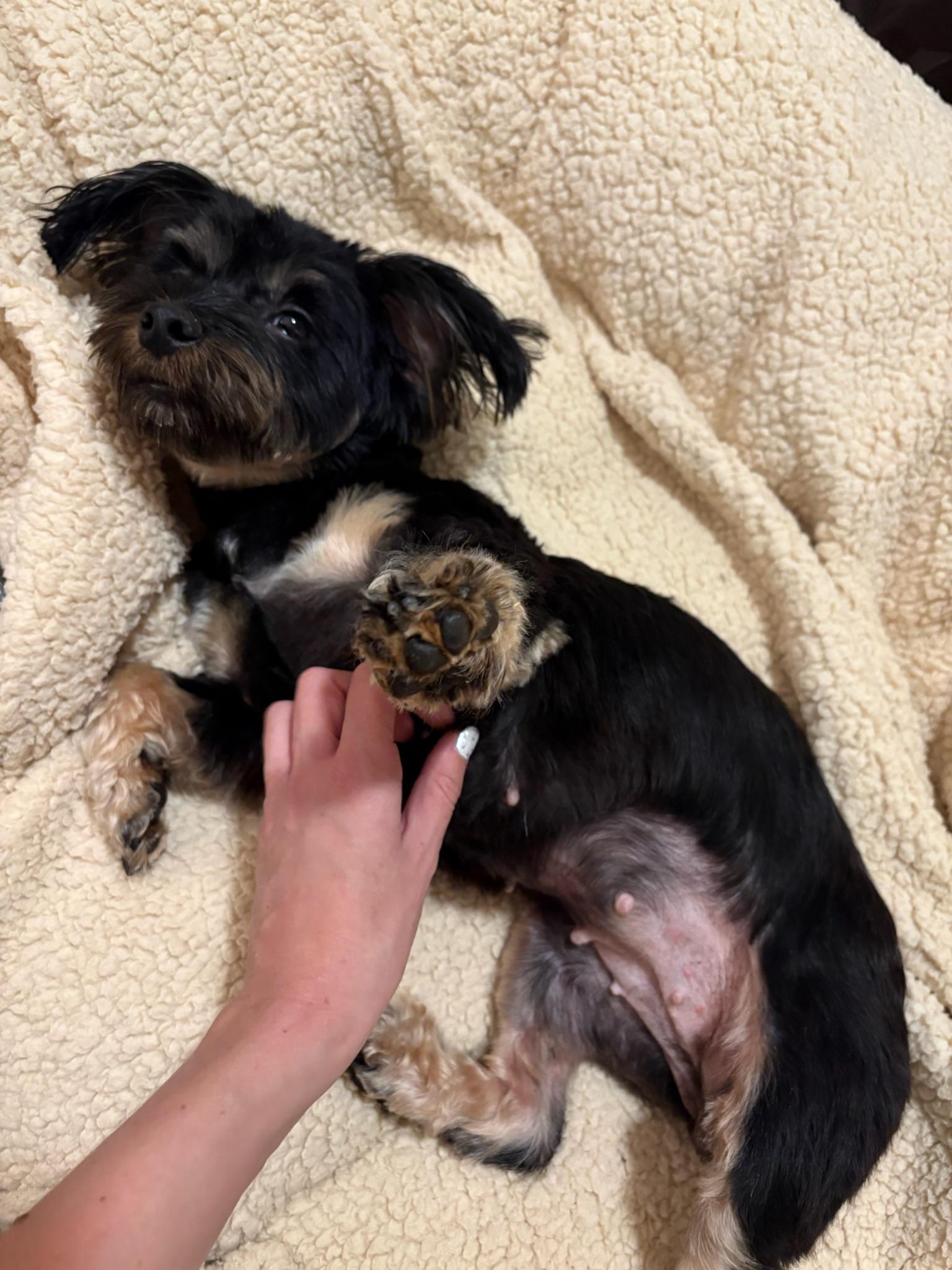 Enlarge Cosette, a Adopted mixed breed in Atlanta, GA image 4/5