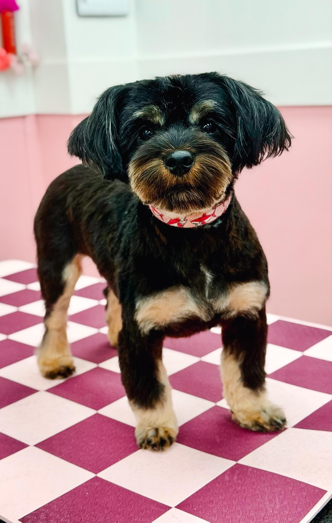 Enlarge Cosette, a Adopted mixed breed in Atlanta, GA image 3/5