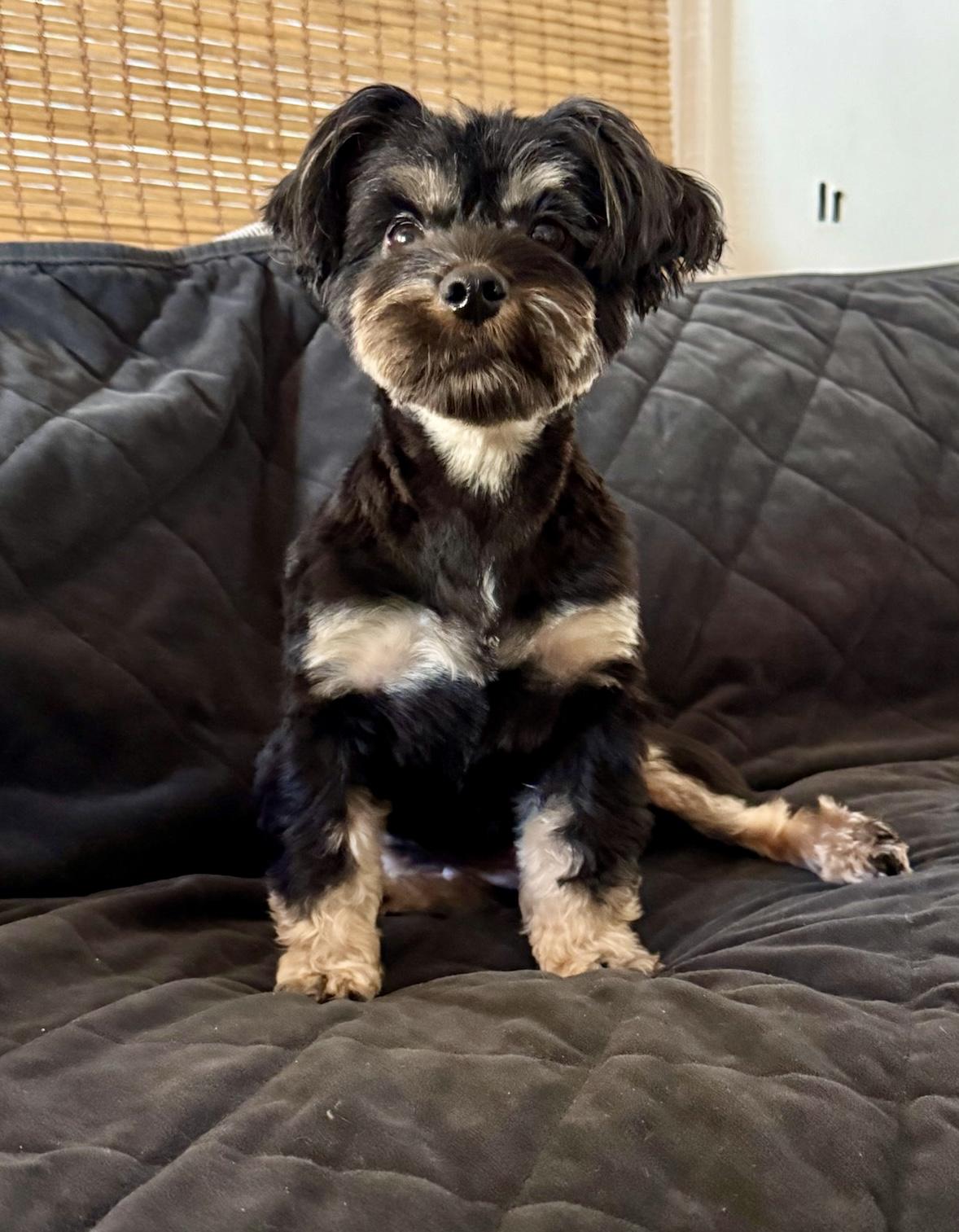 Enlarge Cosette, a Adopted mixed breed in Atlanta, GA image 2/5