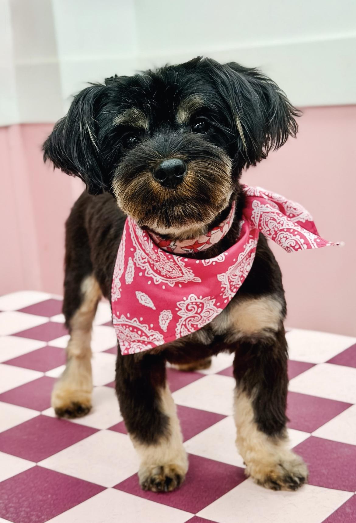 Enlarge Cosette, a Adopted mixed breed in Atlanta, GA image 1/5