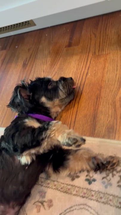 Enlarge Cosette, a Adopted mixed breed in Atlanta, GA video 5/5