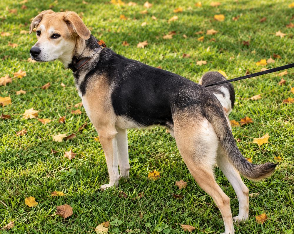 Nala, Adoptable, Adult Female Husky.