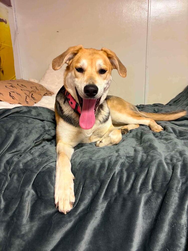 Enlarge Nala, a Adoptable mixed breed in Irwin, PA image 2/5