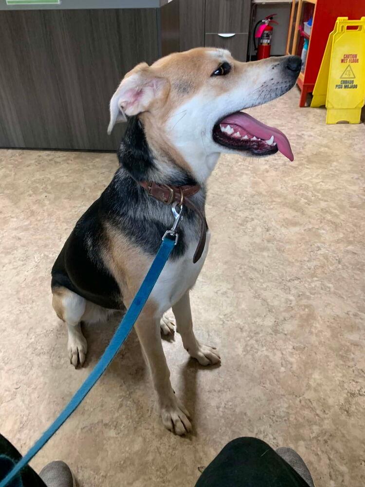 Enlarge Nala, a Adoptable mixed breed in Irwin, PA image 3/5