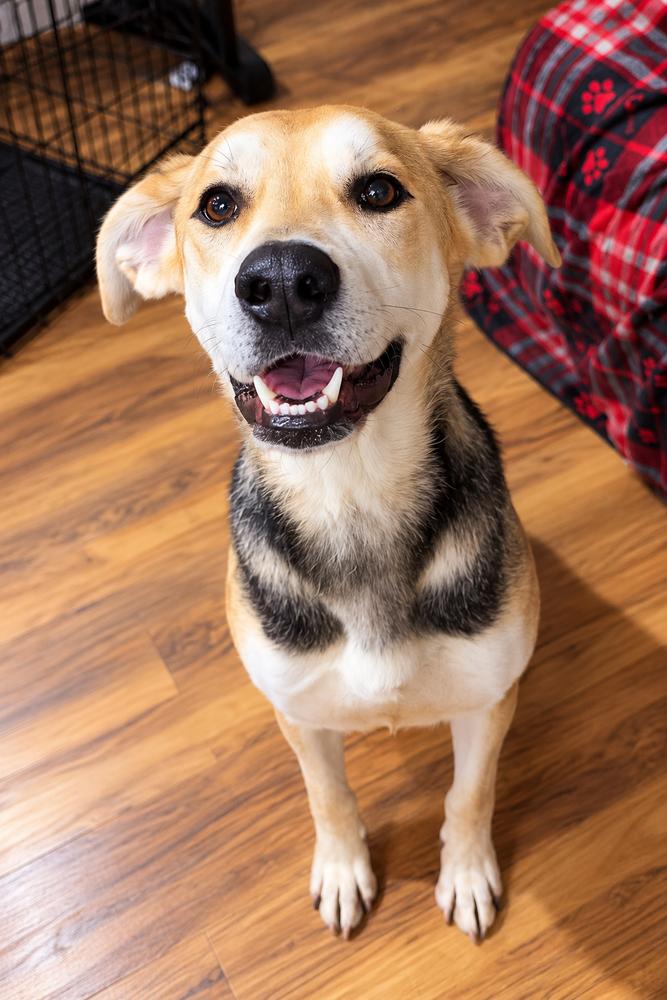 Enlarge Nala, a Adoptable mixed breed in Irwin, PA image 4/5