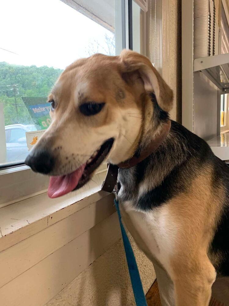 Enlarge Nala, a Adoptable mixed breed in Irwin, PA image 5/5