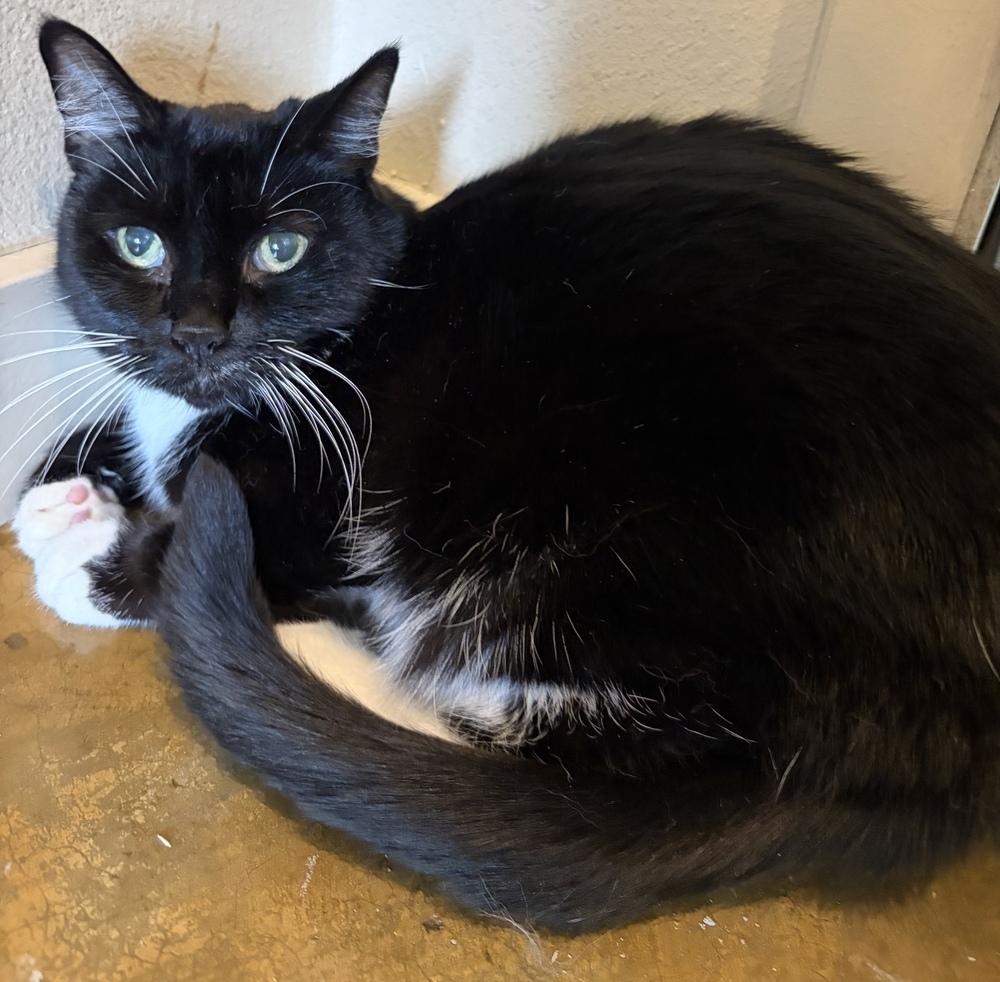 Baby Girl, Adoptable, Senior Female Domestic Short Hair.