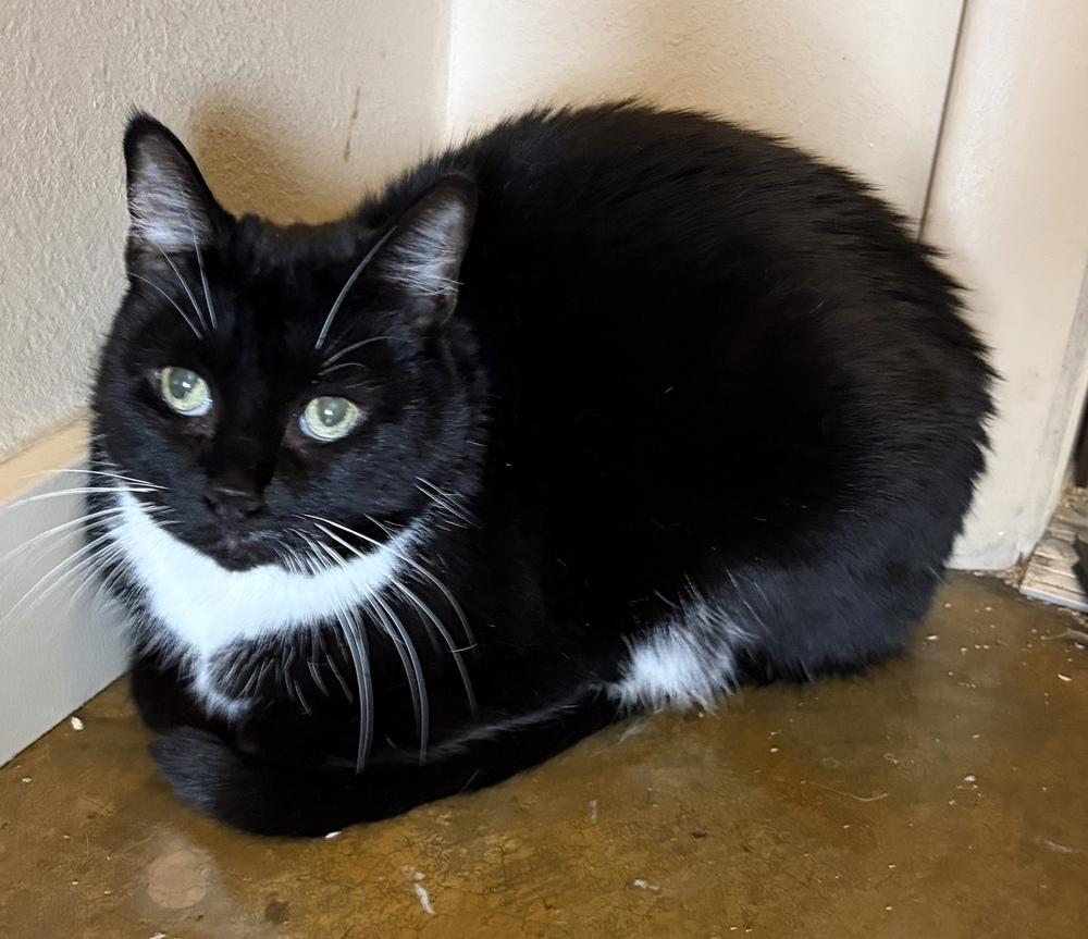 Enlarge Baby Girl, a Adoptable mixed breed in Challis, ID image 2/3