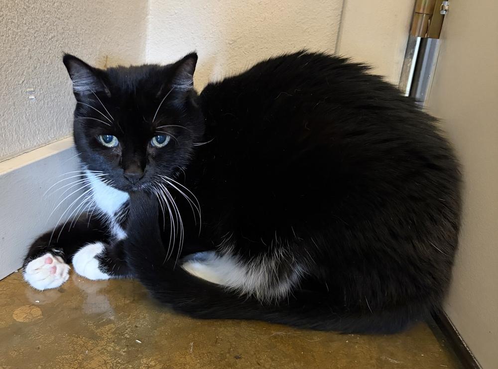 Enlarge Baby Girl, a Adoptable mixed breed in Challis, ID image 3/3