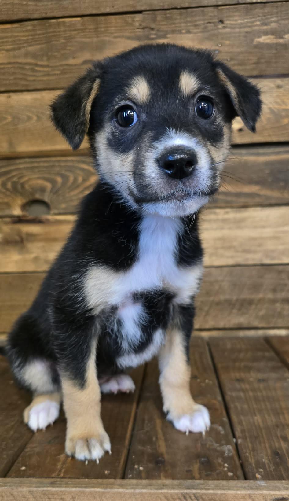 Enlarge Foxy, an adopted mixed breed in Grand Rapids, MI image 2/2