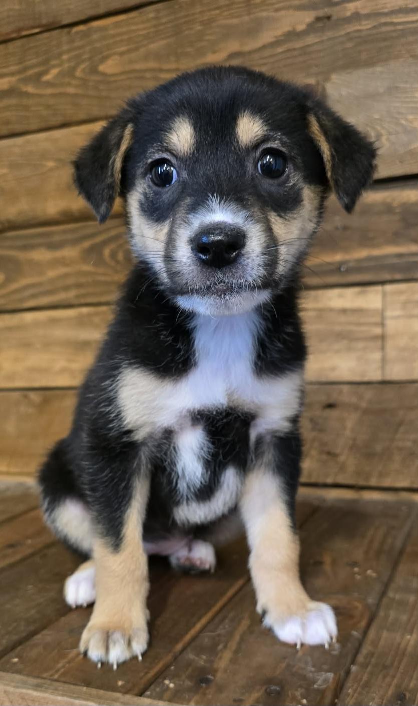 Foxy, adopted, Puppy Female Labrador Retriever.