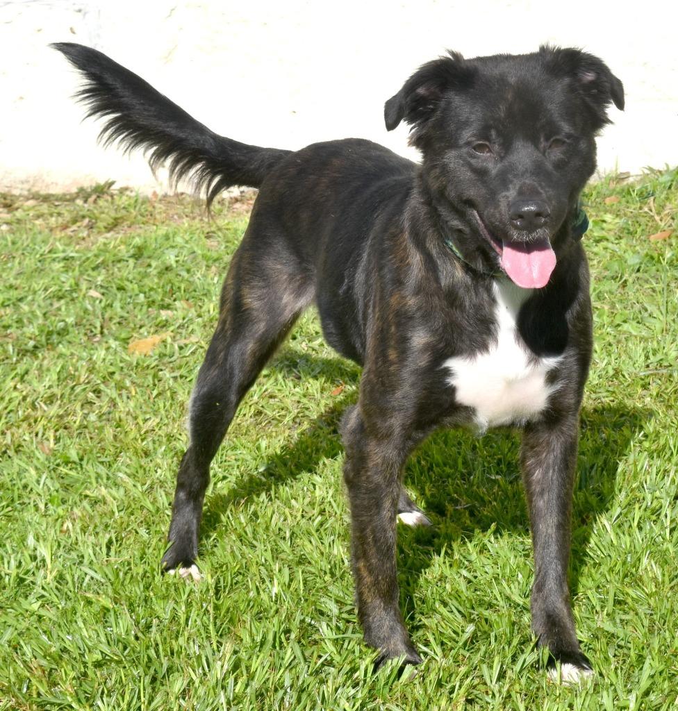 Enlarge Maggie, a Adoptable mixed breed in Kingsland, GA image 1/1
