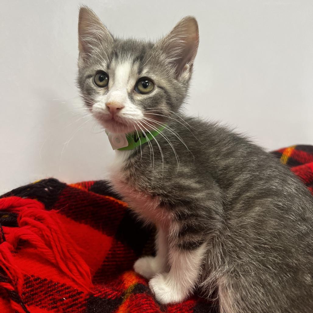 Lori Beth, Adoptable, Kitten Female Domestic Short Hair.