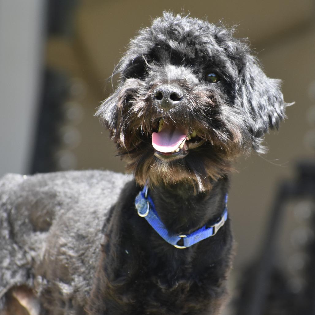 Bronx, Adoptable, Young Male Shih Tzu & Mixed Breed.