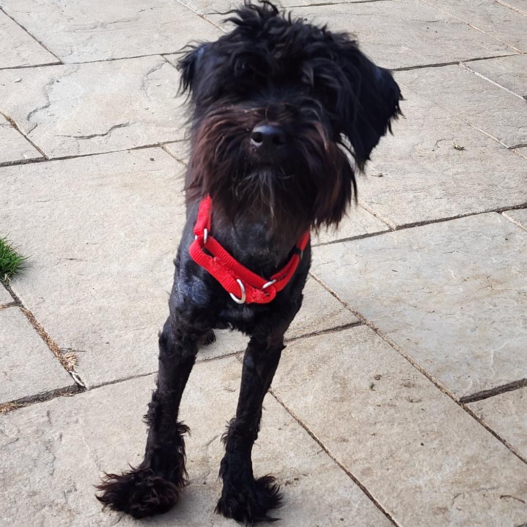 Enlarge Bronx, a Adoptable mixed breed in Glenelg, MD image 2/6