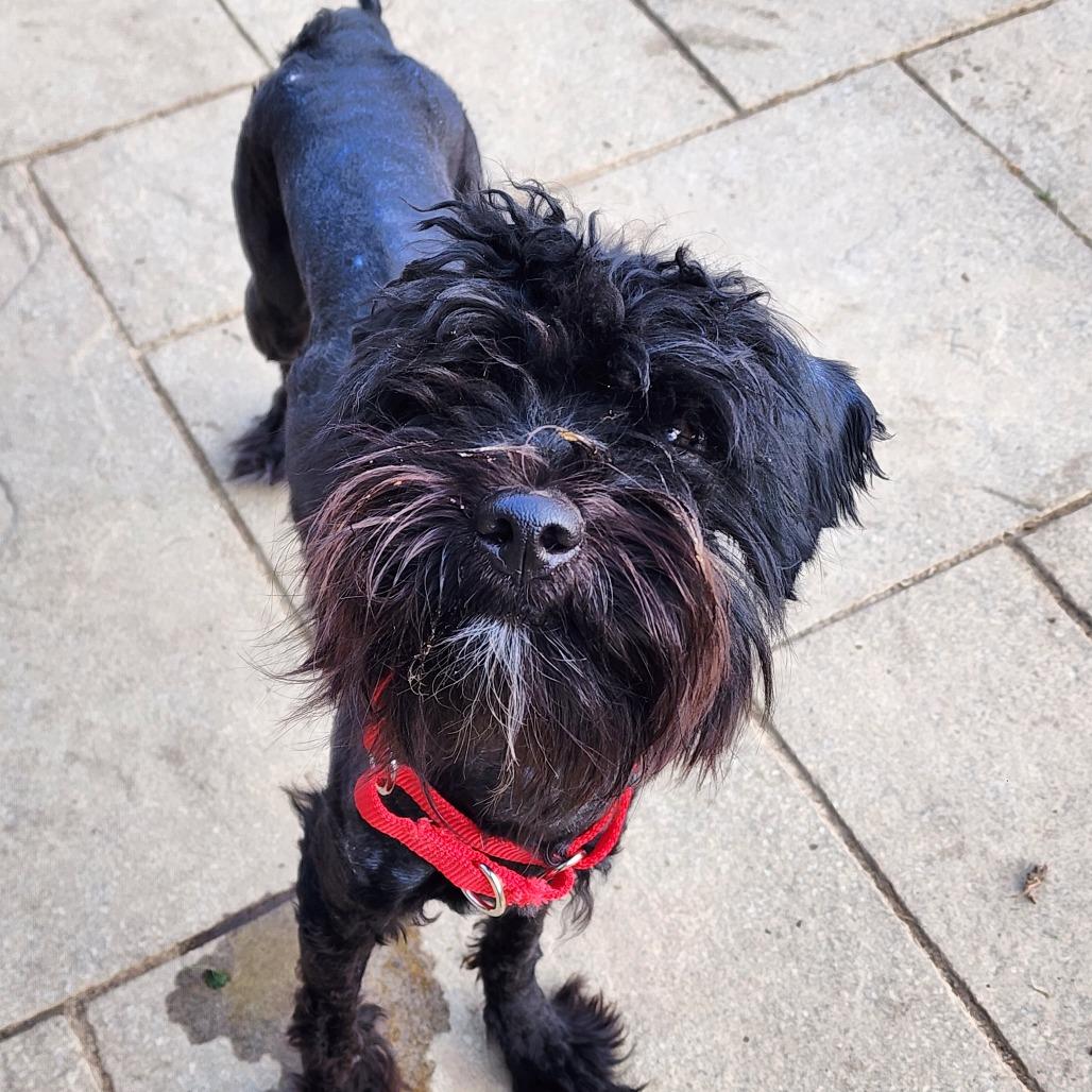 Enlarge Bronx, a Adoptable mixed breed in Glenelg, MD image 1/2