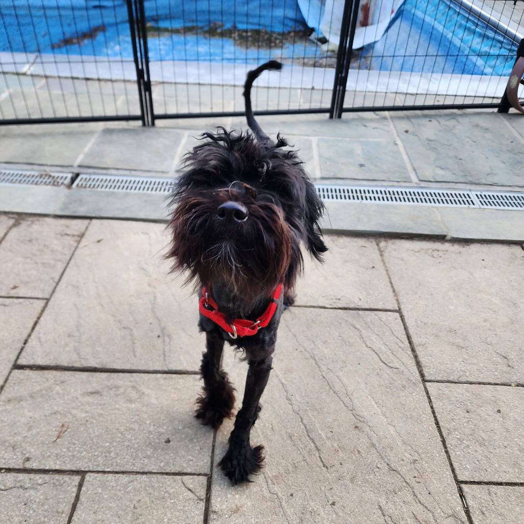 Enlarge Bronx, a Adoptable mixed breed in Glenelg, MD image 4/6