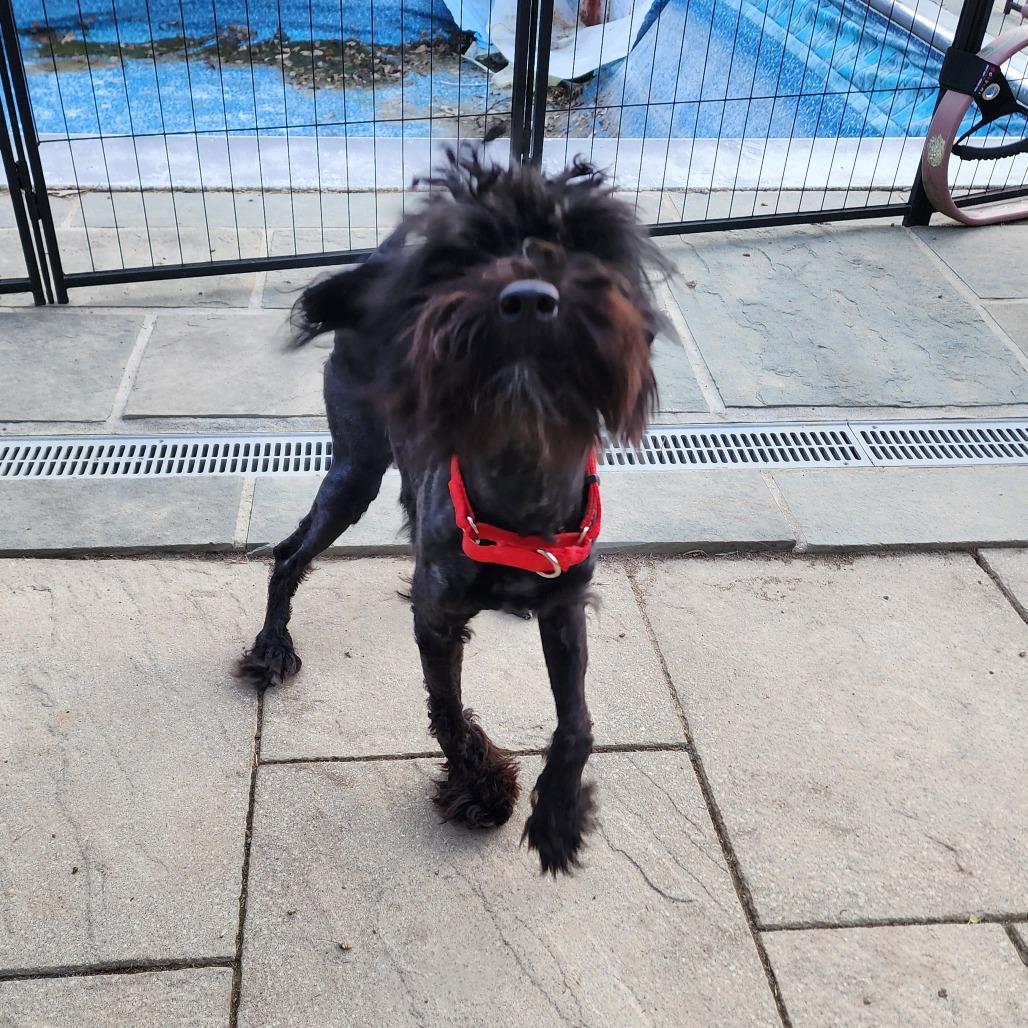 Enlarge Bronx, a Adoptable mixed breed in Glenelg, MD image 5/6