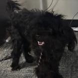 Enlarge Bronx, a Adoptable mixed breed in Glenelg, MD image 2/2